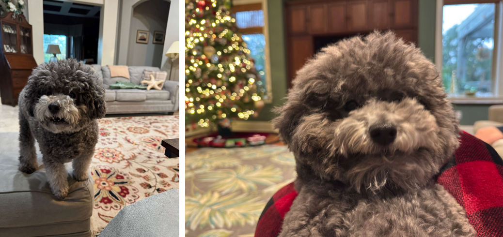 Project mascot (dog)