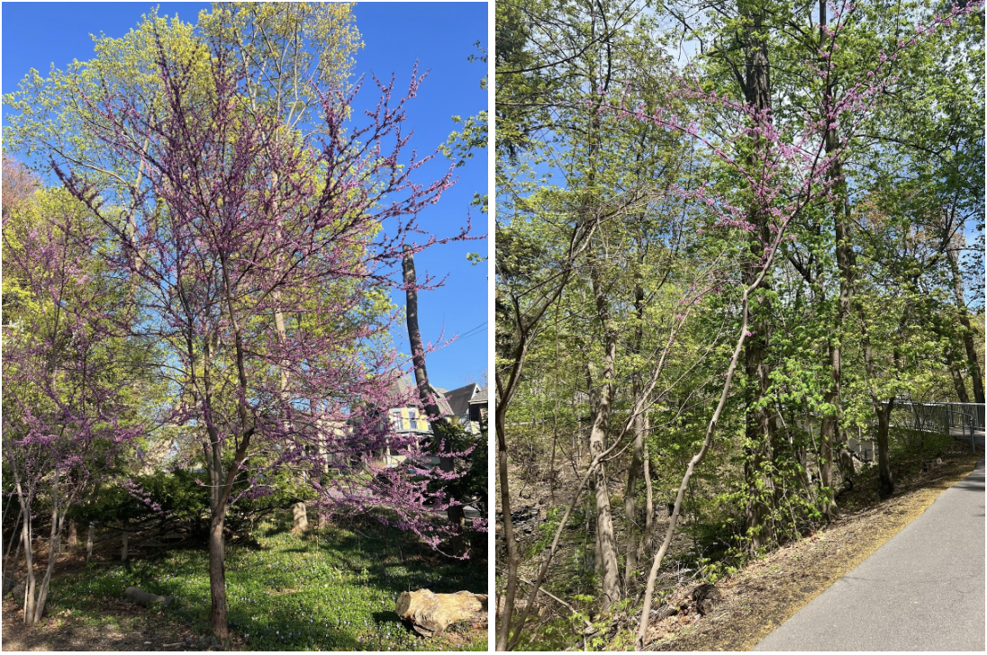 Two cherry blossom trees that are comparable to the game's end result